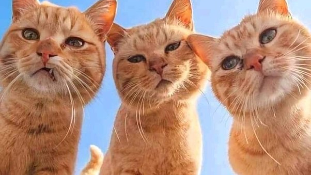 Kucing Oyen