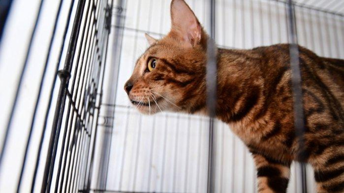 ILUSTRASI-KUCING-LIAR