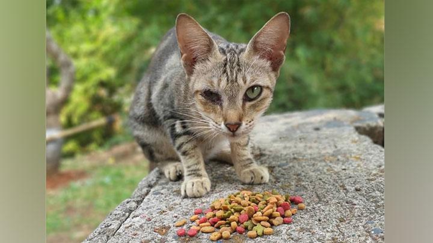 ILUSTRASI-KUCING-LIAR3